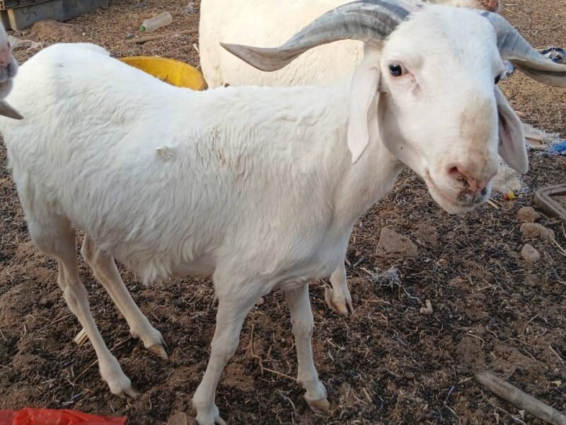 mouton