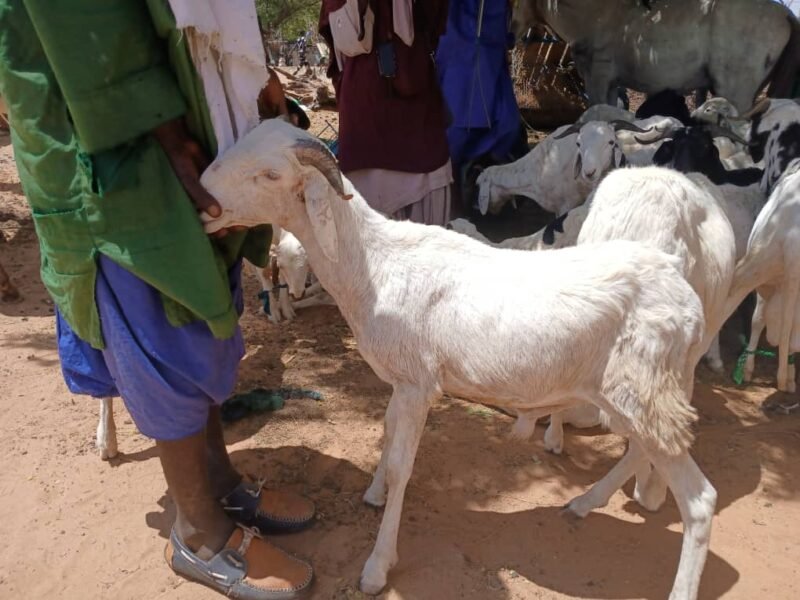 mouton