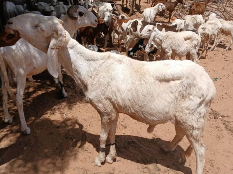 mouton