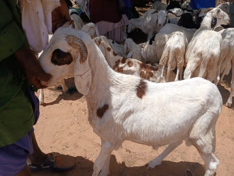 mouton