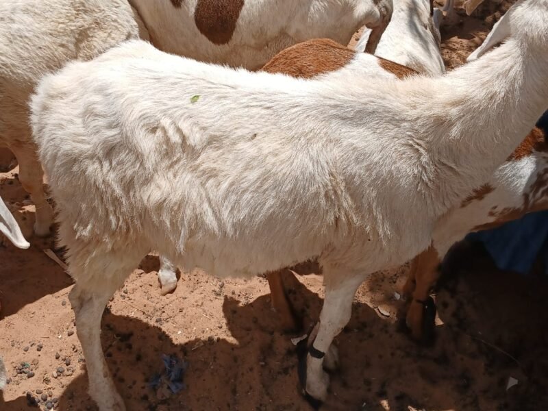 mouton